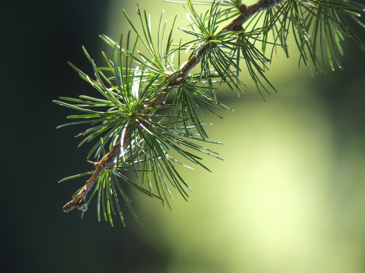 why Christians need to care about the environment, and 5 tips to get you started