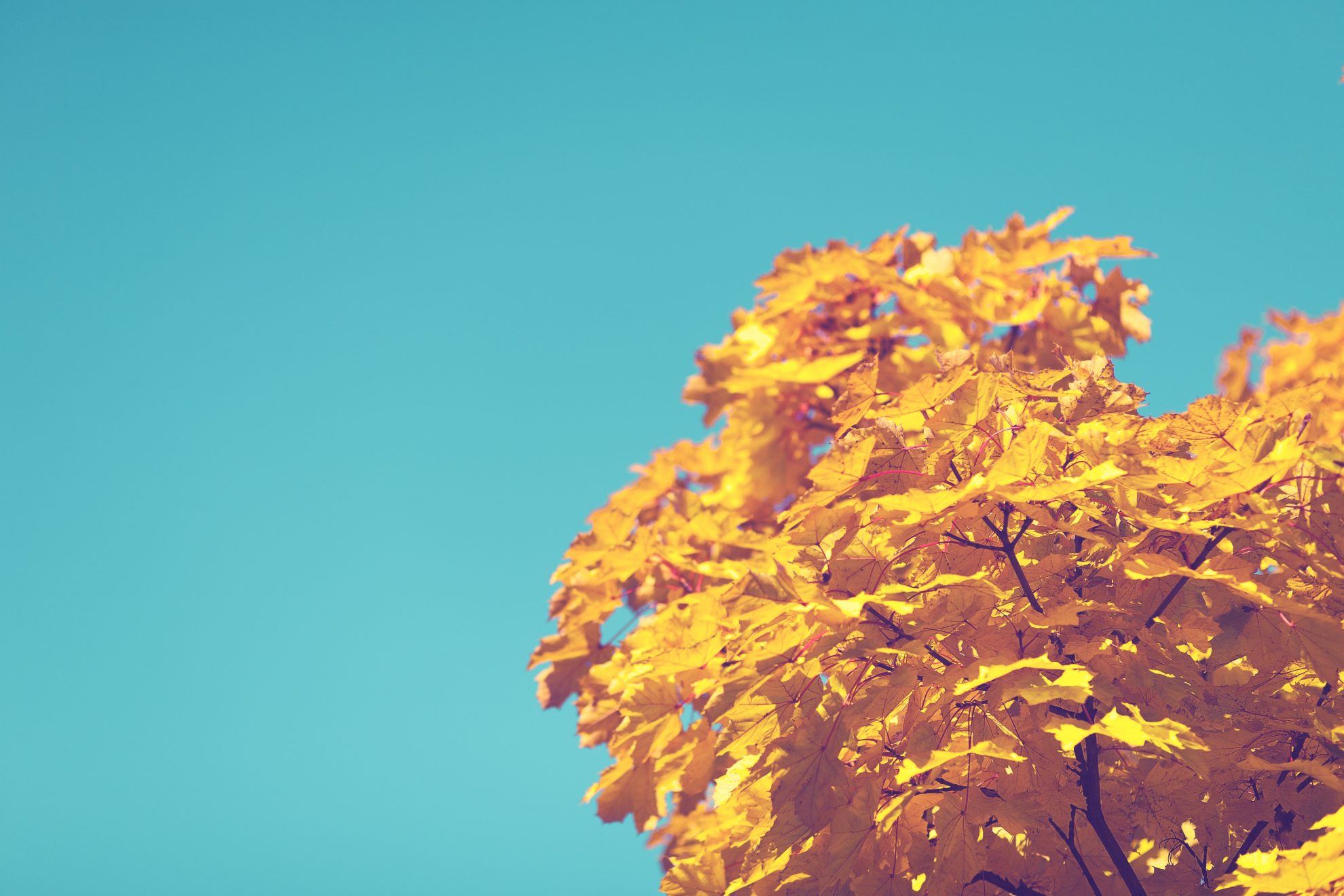 A Fun And Memorable Way To Encourage Thankfulness In Your Home